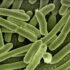bactéries intestin