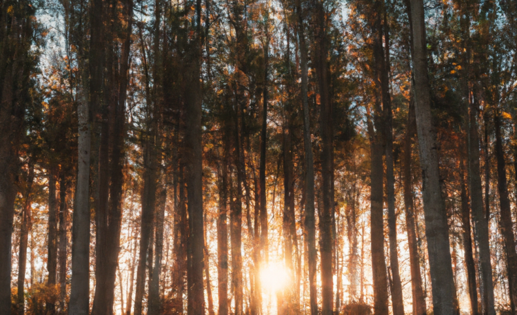 Une forêt au coucher de soleil